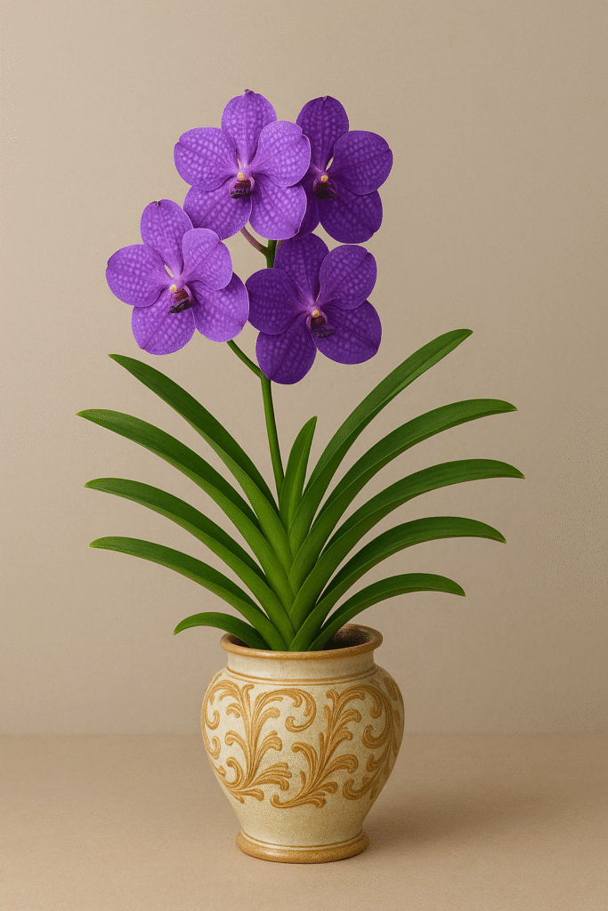 "Orquídea Vanda azul em vazo de cerâmica."